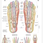 Reflexology foot chart - guidelines
