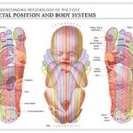 Reflexology foot chart - fetal position