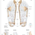 Reflexology foot chart - skeletal system