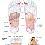Reflexology foot chart - digestive system