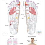 Reflexology foot chart - respiratory system