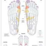 Reflexology foot chart - endocrine system