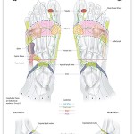 Reflexology foot chart - lymphatic system