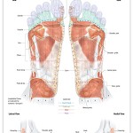 Reflexology foot chart - muscular system