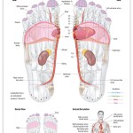 Reflexology foot chart - cardiovascular system