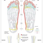Reflexology foot chart - nervous system
