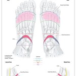 Reflexology foot chart - reproductive system
