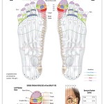 Reflexology foot chart - sensory system